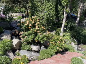 Roses in Bloom