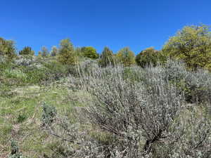 View of local wilderness