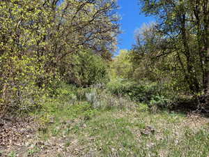 View of wooded area