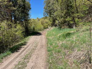 View of road featuring a view of trees