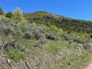 Mountain view featuring a forest