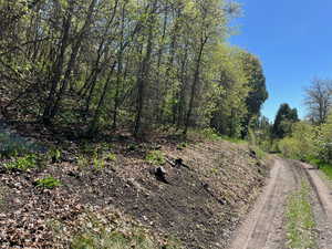 View of local wilderness