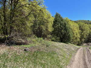 View of tree filled area