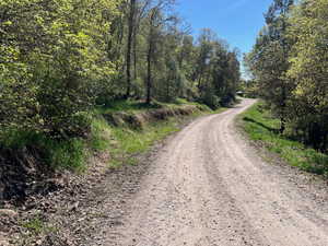 View of dirt / gravel road featuring a forest view