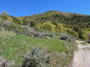 View of mountain background with a forest