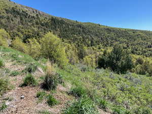 Mountain view with a forest