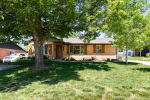 Ranch-style home featuring mature trees, shutters, brick siding, a front yard, large windows