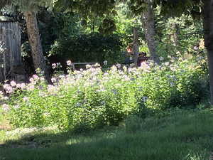 View of nature