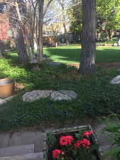 View of grassy yard