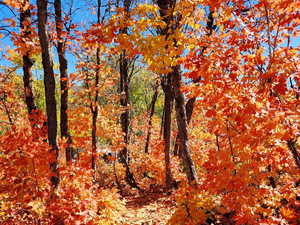 View of local wilderness
