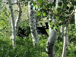 View of nature