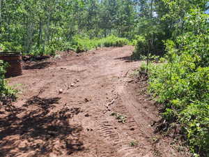 View of local wilderness