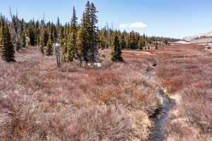 View of local wilderness