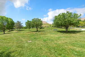 View of green lawn