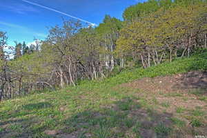 View of local wilderness