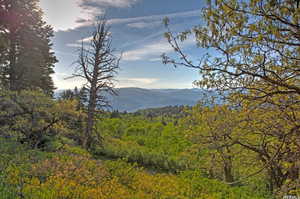 Mountain view with a forest