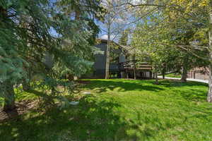 Privacy in the back yard