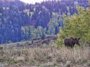 View of tree filled area