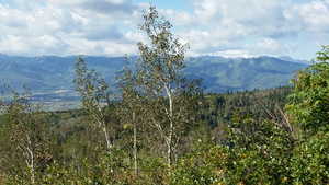Mountain view with a forest