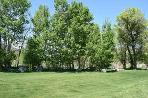 View of grassy yard