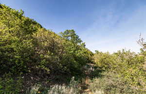 View of tree filled area