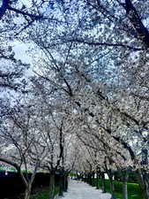 The Utah State Capitol cherry blossoms in full swing just blocks away.