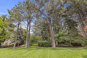 View of green lawn