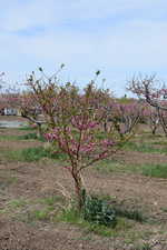 View of yard featuring a view of countryside