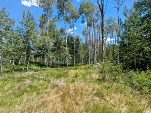 View of undeveloped land