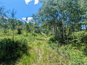 View of local wilderness