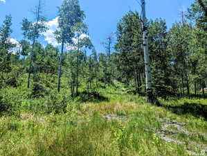 View of tree filled area