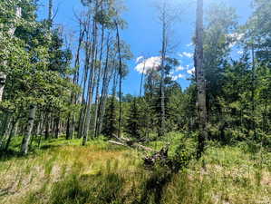 View of tree filled area