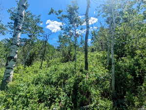 View of tree filled area