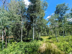 View of wooded area