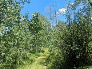 View of tree filled area
