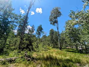 View of local wilderness
