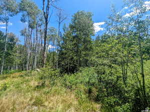 View of tree filled area