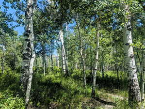 View of local wilderness