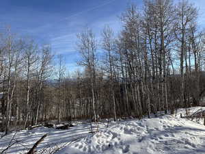 Yard layered in snow featuring a wooded view