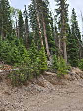 View of undeveloped land