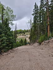 View of local wilderness