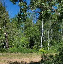 View of local wilderness