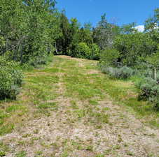 View of yard featuring a view of trees