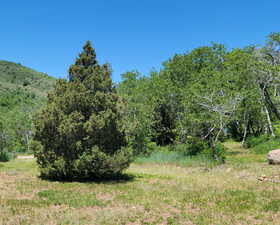 View of woods