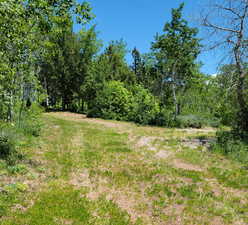 View of local wilderness