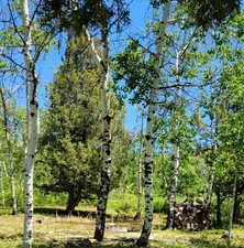 View of local wilderness