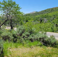 Mountain view featuring a heavily wooded area