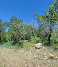 View of local wilderness