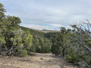 Mountain view with a heavily wooded area