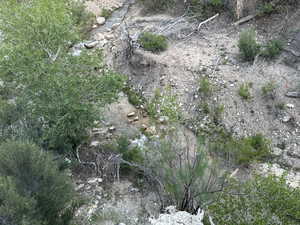 View of local wilderness